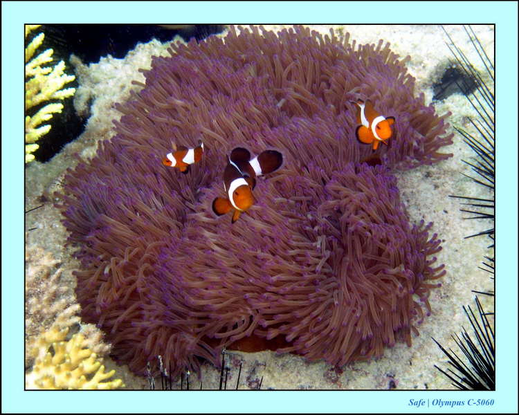 2005 - 08 - Perhentian  - 063.JPG